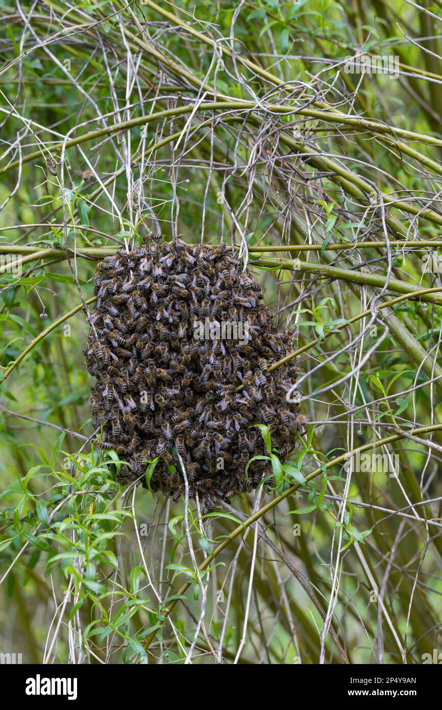 Honigbiene, Bienenschwarm, Schwarm, Volk schwärmt aus, Bienenenvolk, Honig-Biene, Europäische Honigbiene, Westliche Honigbiene, Biene, Bienen, API mell Foto Stock