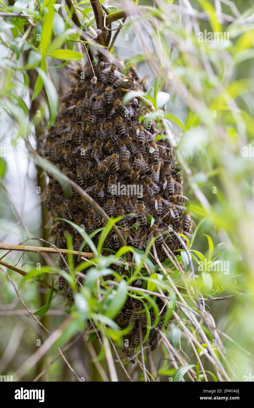 Honigbiene, Bienenschwarm, Schwarm, Volk schwärmt aus, Bienenenvolk, Honig-Biene, Europäische Honigbiene, Westliche Honigbiene, Biene, Bienen, API mell Foto Stock