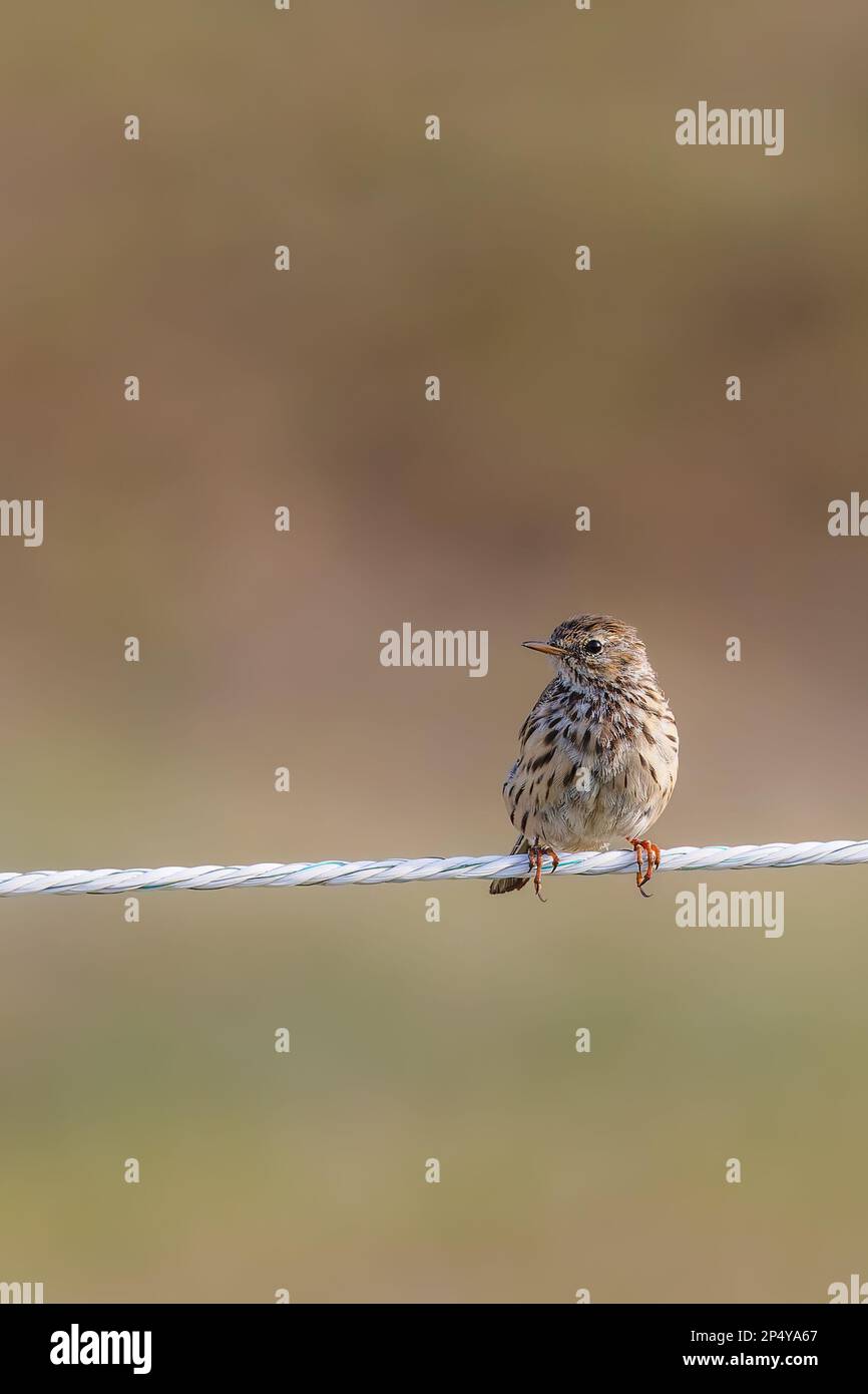 Pipit prato (Anthus pratensis) seduto su una recinzione presso le paludi saline a Juist, Isole Frisone Orientali, Germania. Foto Stock