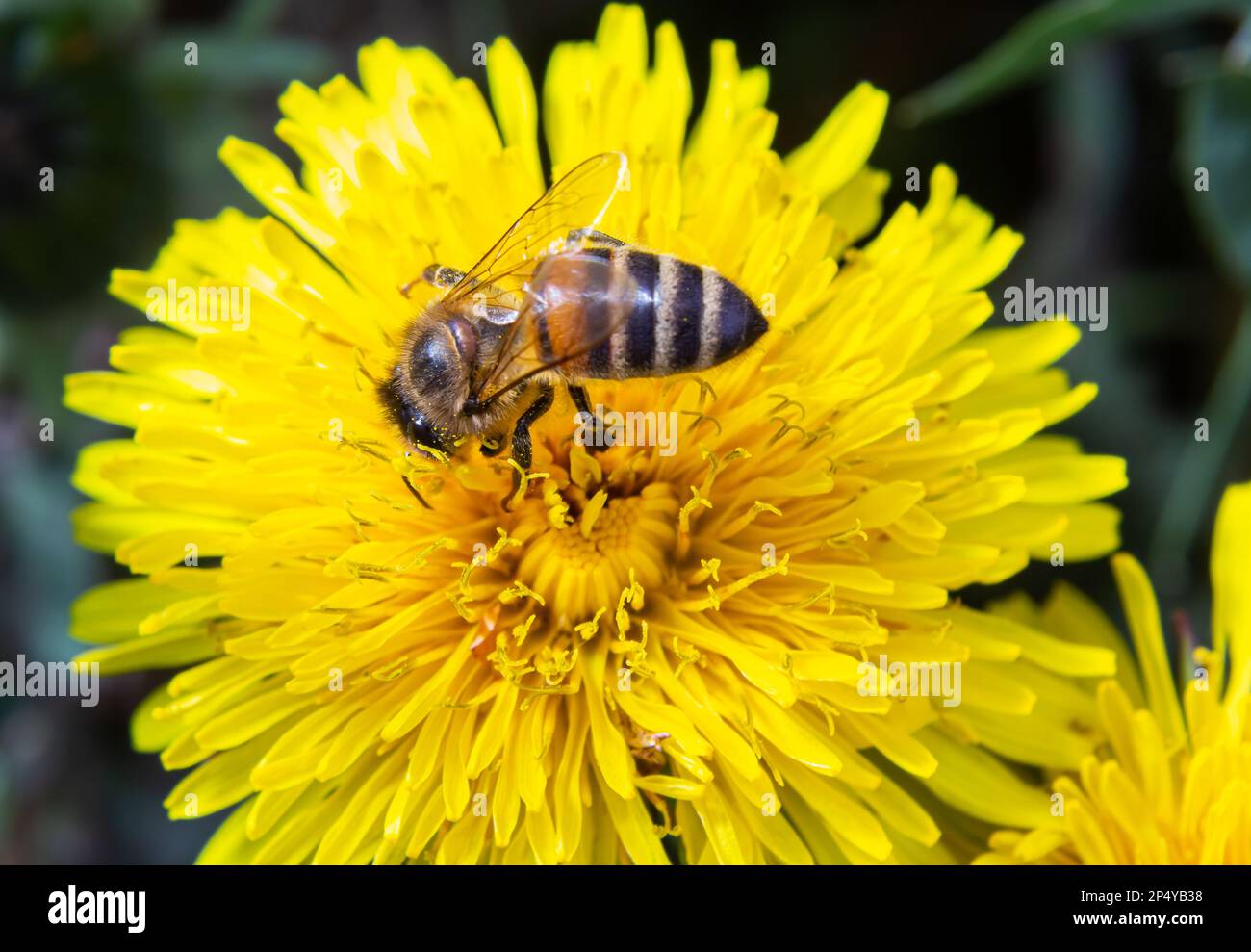 Primo piano della femmina dell'ape da miniera a zampe gialle, Andena flavipes su un fiore giallo di dente di leone, Taraxacum officinale. Foto Stock