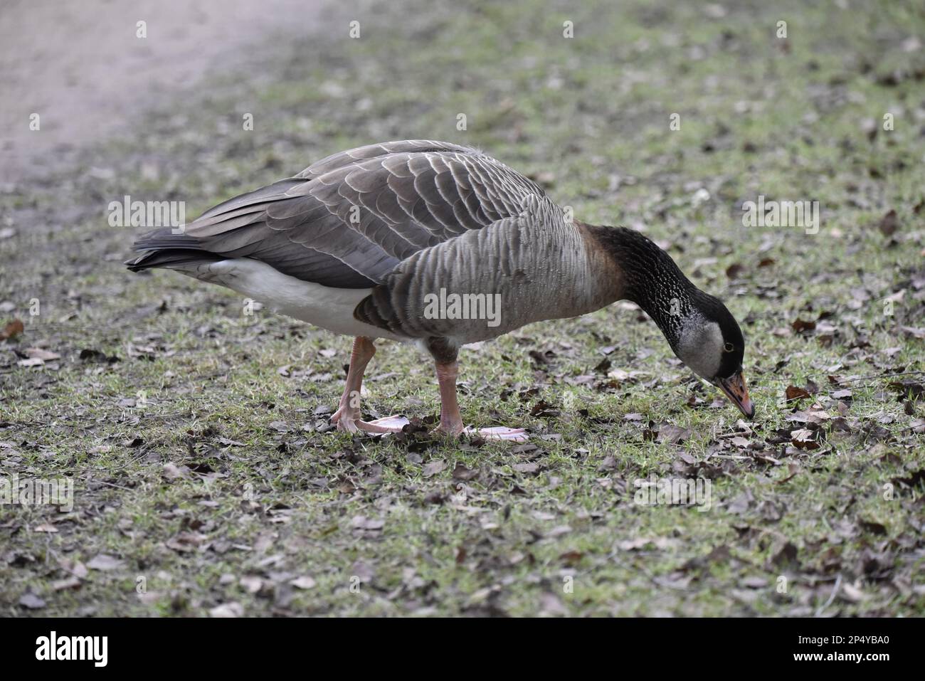 Canad Goose x Greylag Goose (Branta canadensis x Anser anser) in piedi su erba corta, un piede di fronte all'altro, becco a terra, preso nel Regno Unito Foto Stock