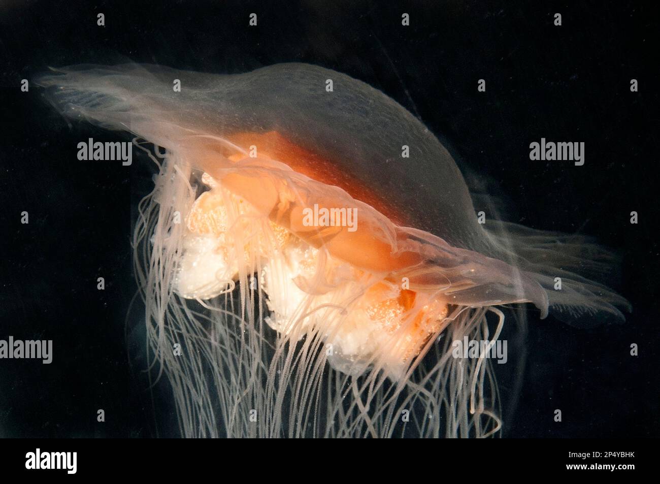 Pesce crosta, campane e tentacoli Lions che non si piegano mostrando pre-propulsione. Foto Stock