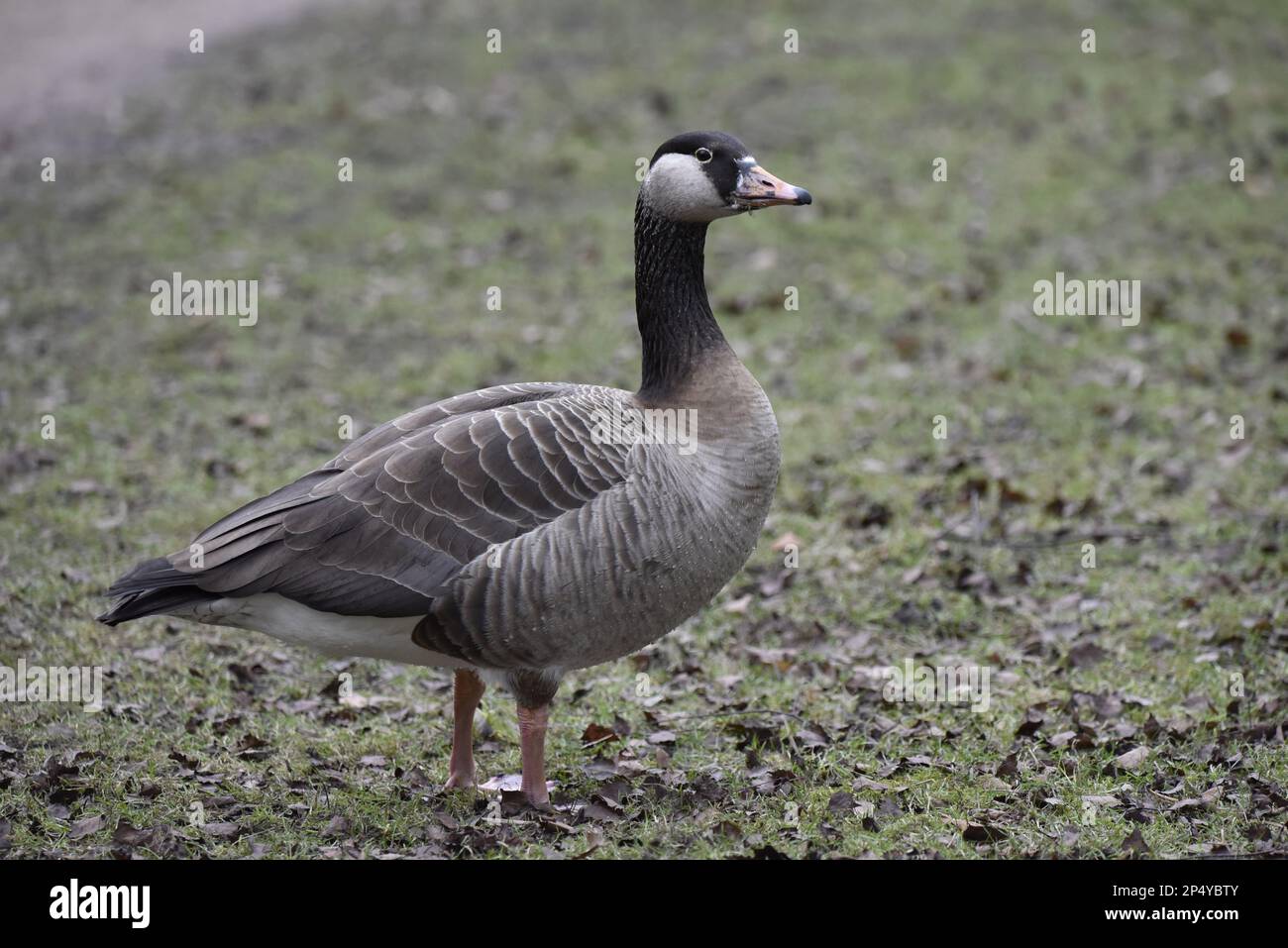 Ritratto di un'oca canadese x Greylag Goose (Branta canadensis x Anser anser) in Right-Profile, Head Up, in piedi su erba corta su una riserva nel Regno Unito Foto Stock