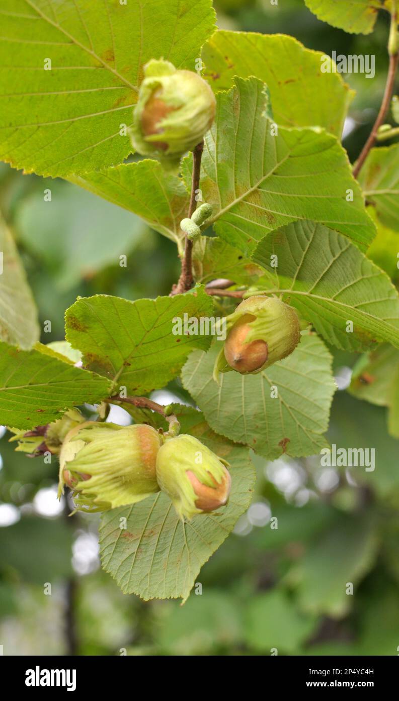 Le noci maturano sul ramo della cespuglio di nocciola Foto Stock