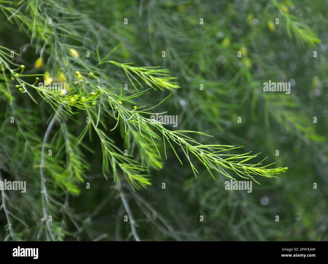 Gli asparagi crescono nel giardino, che è una pianta commestibile, medicinale e decorativa Foto Stock