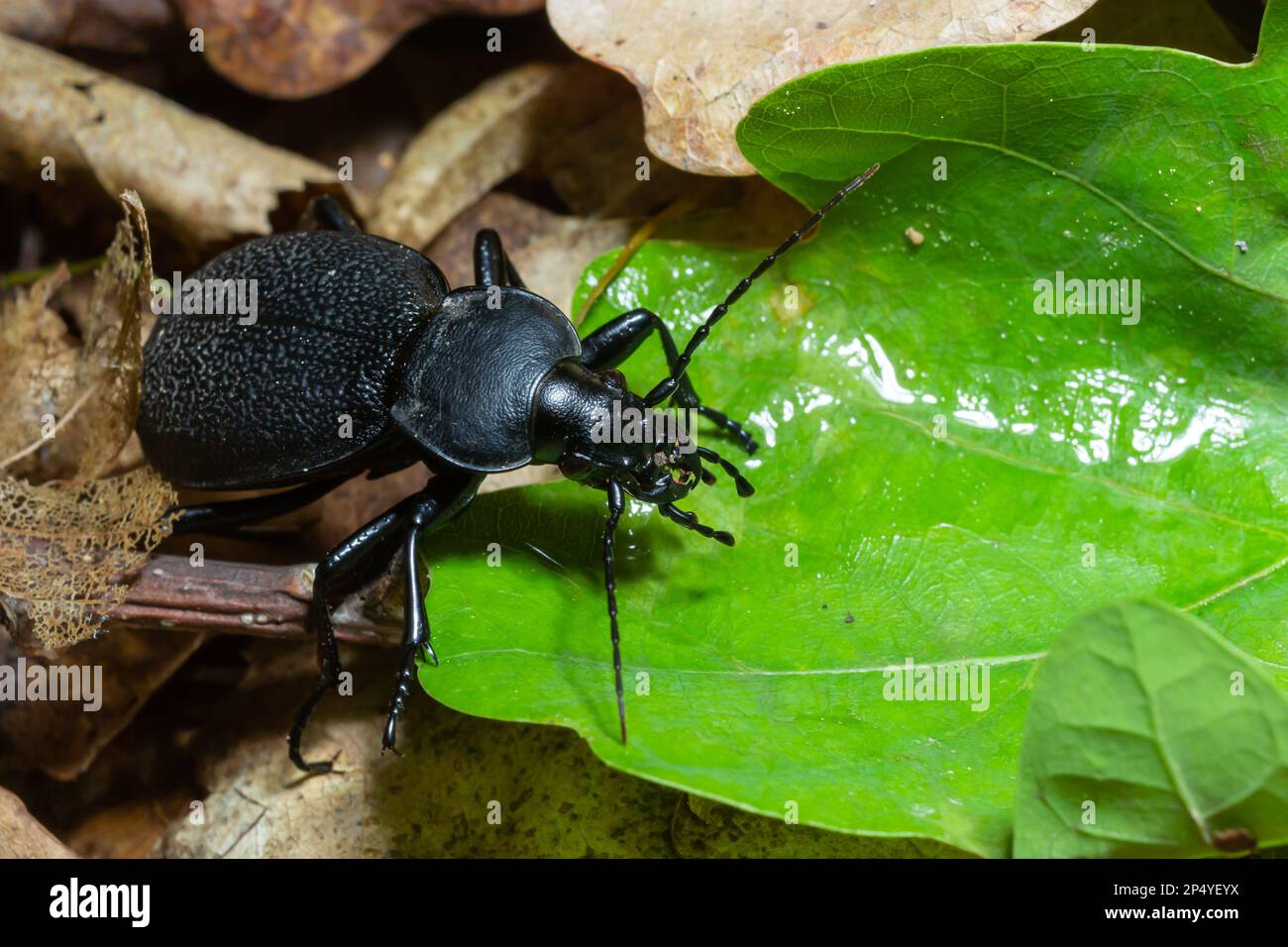 Il Carabus coriaceus è una specie di coleotteri diffusa in Europa, dove si trova principalmente nelle foreste decidue e nelle foreste miste. Primo piano. Foto Stock