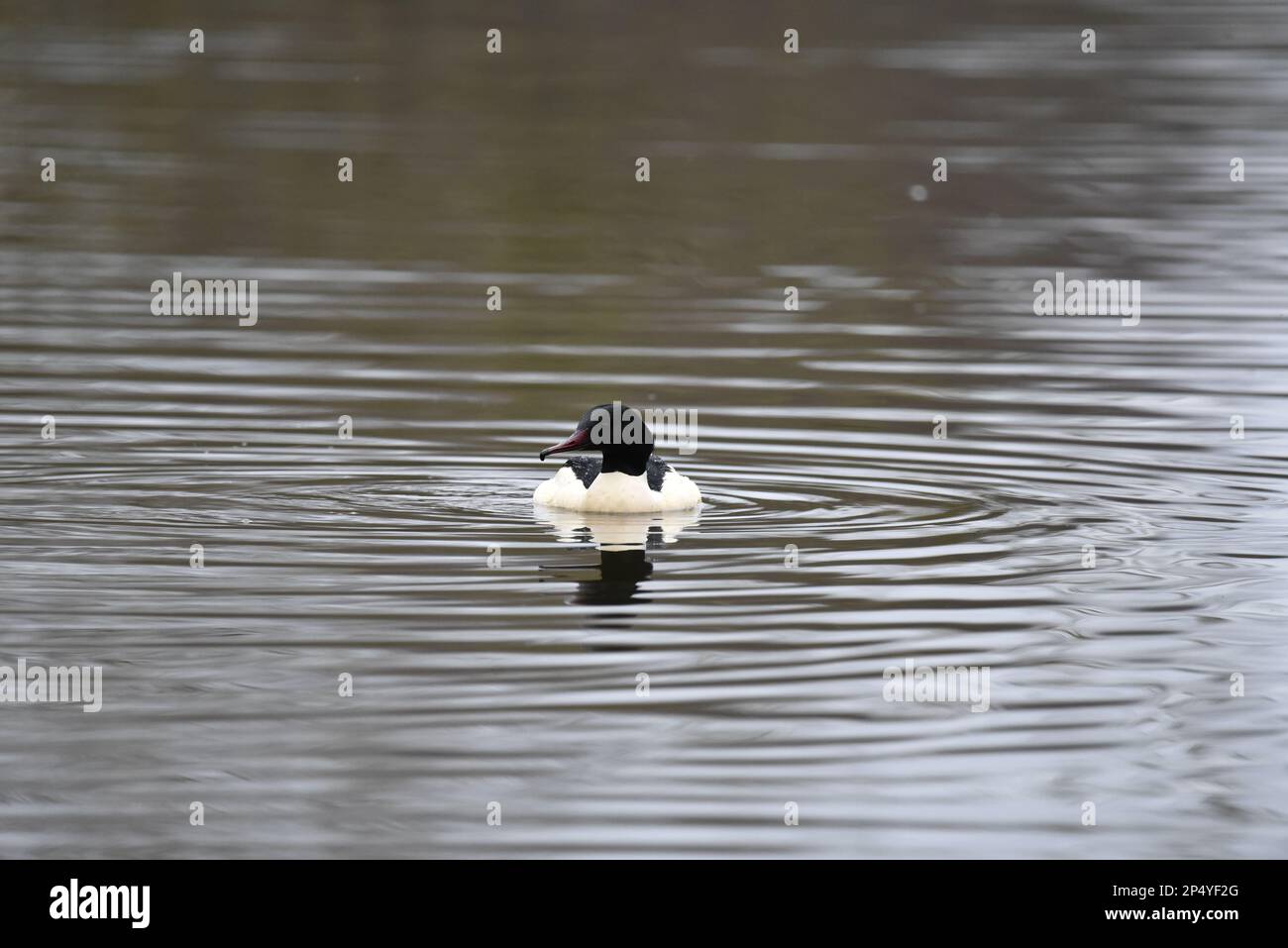 Maschio Goosander (Mergus merganser) Nuoto verso la macchina fotografica, a mezzo di immagine, su un lago increspato nel Regno Unito nel mese di febbraio Foto Stock