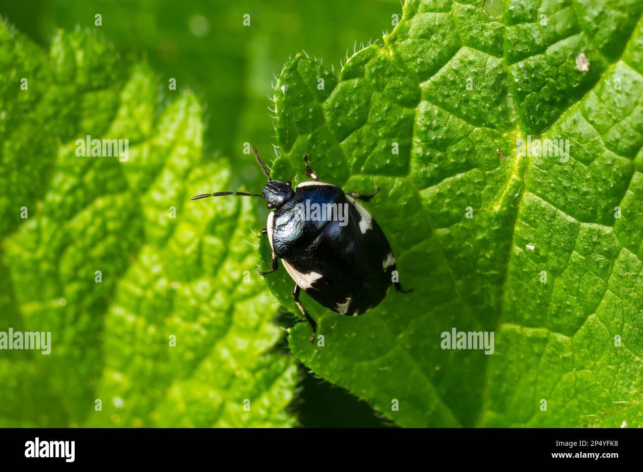 Primo piano su un nero Ramburs Pied Shieldbug, Tritomegas sexmaculatus. Foto Stock