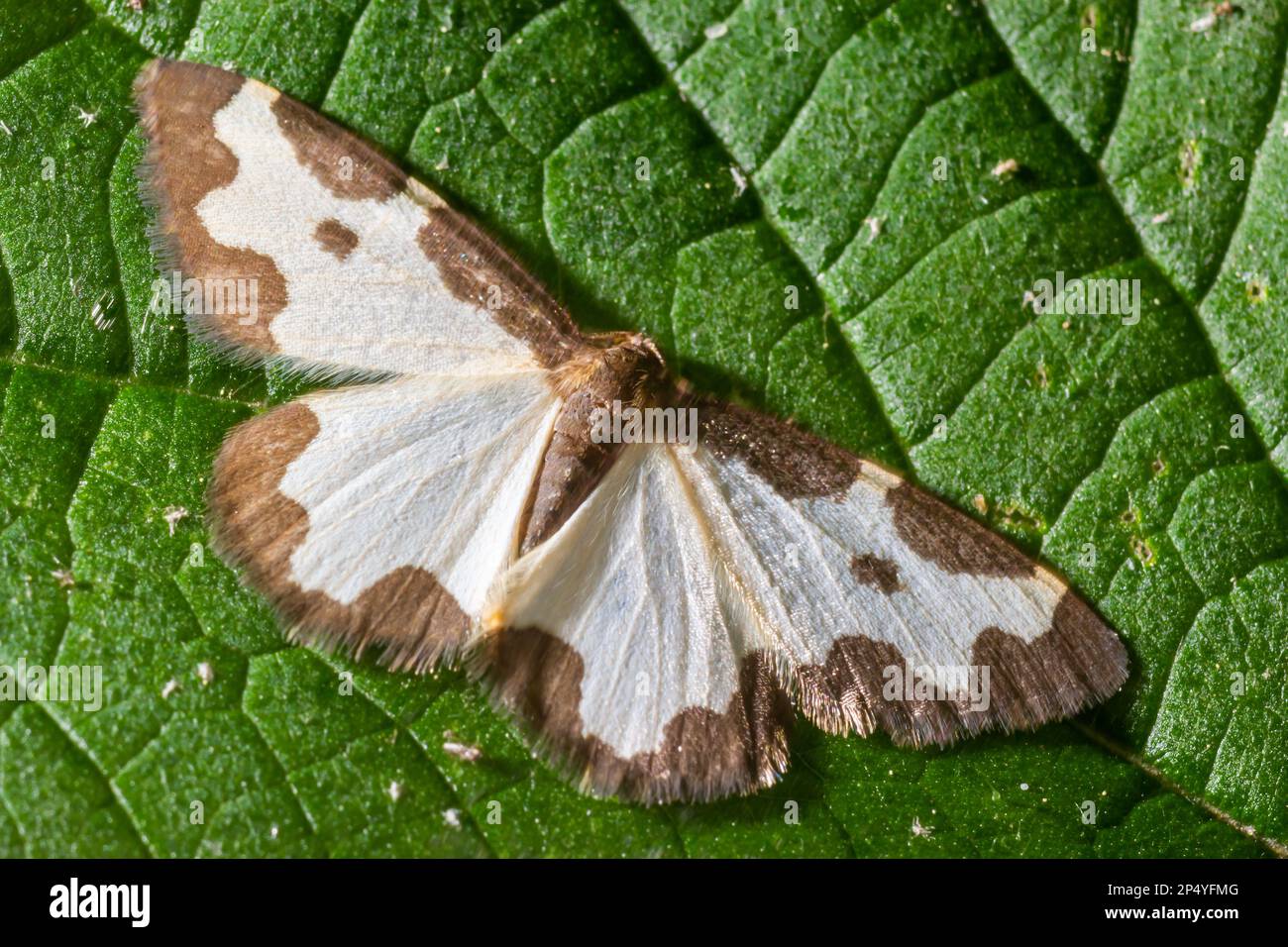 Farfalla lomaspilis marginata con ali bianche e macchie grigie su una foglia su uno sfondo verde. Foto Stock