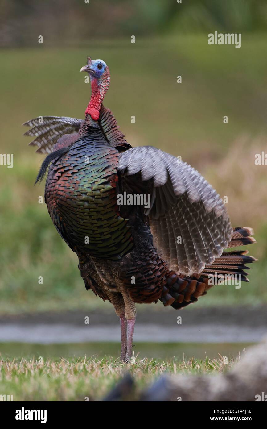 Östliches Truthuhn, tacchino selvatico orientale, Meleagris gallopavo silvestris, Florida, USA Foto Stock