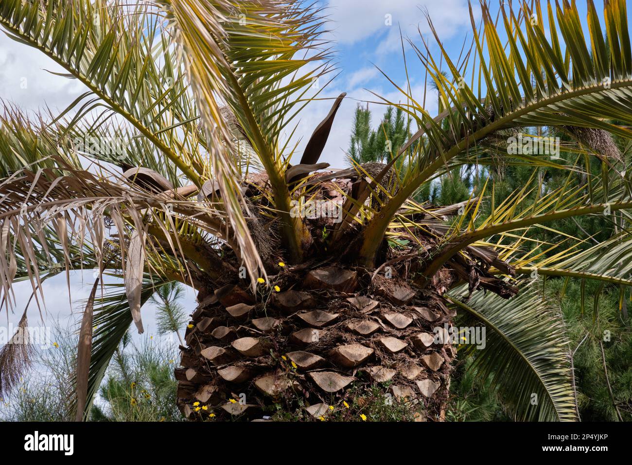 Phoenix canariensis palma infestata da rosso palma weevil (Rhynchophorus ferrugineus). Provincia di Málaga, Spagna. Foto Stock