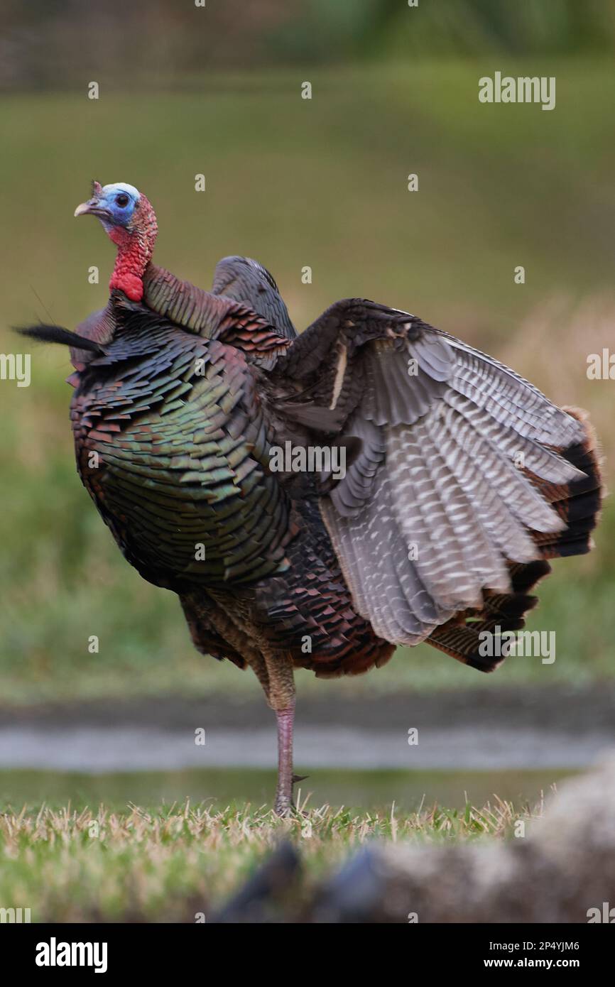 Östliches Truthuhn, tacchino selvatico orientale, Meleagris gallopavo silvestris, Florida, USA Foto Stock