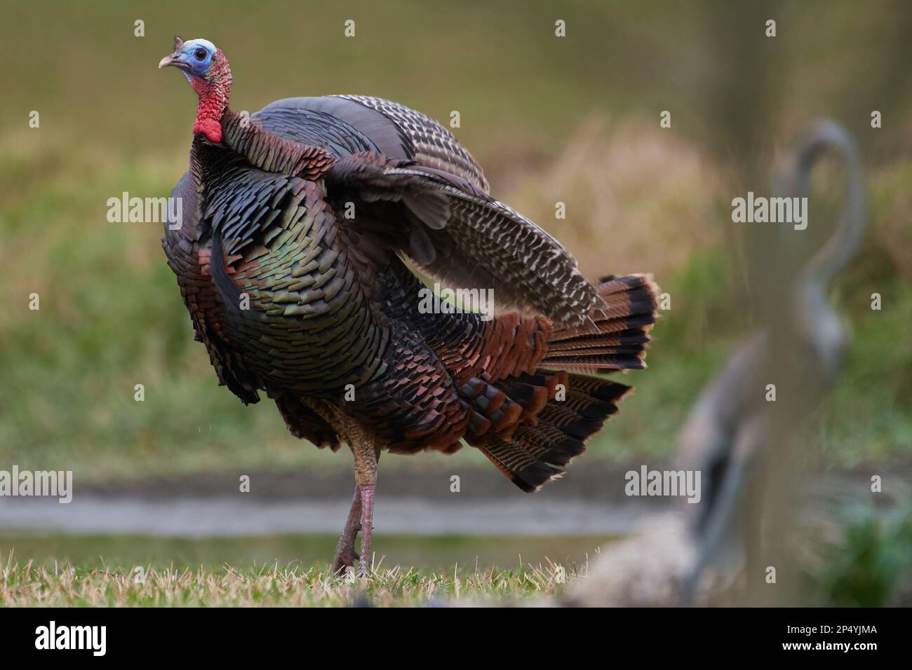 Östliches Truthuhn, tacchino selvatico orientale, Meleagris gallopavo silvestris, Florida, USA Foto Stock