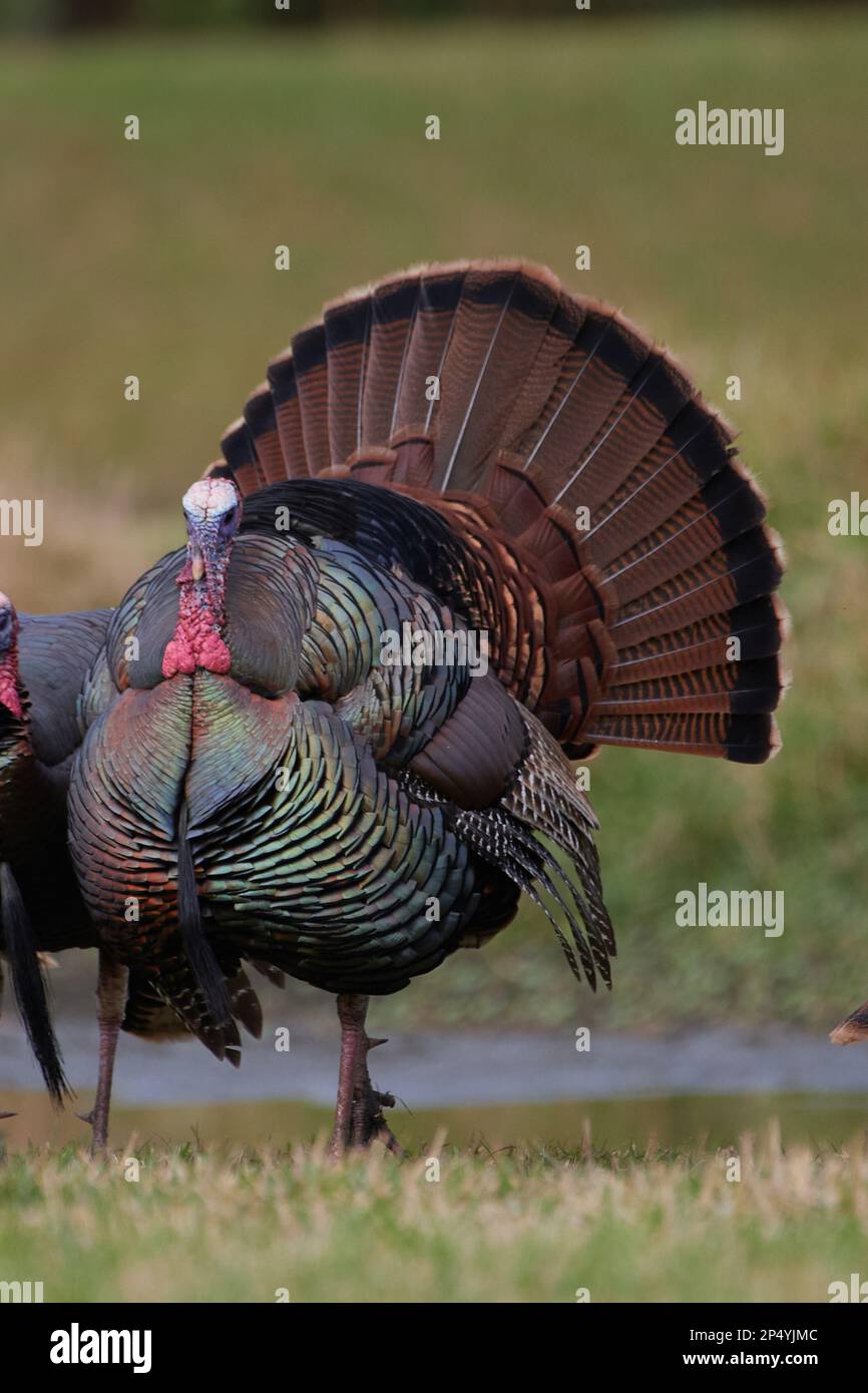 Östliches Truthuhn, tacchino selvatico orientale, Meleagris gallopavo silvestris, Florida, USA Foto Stock