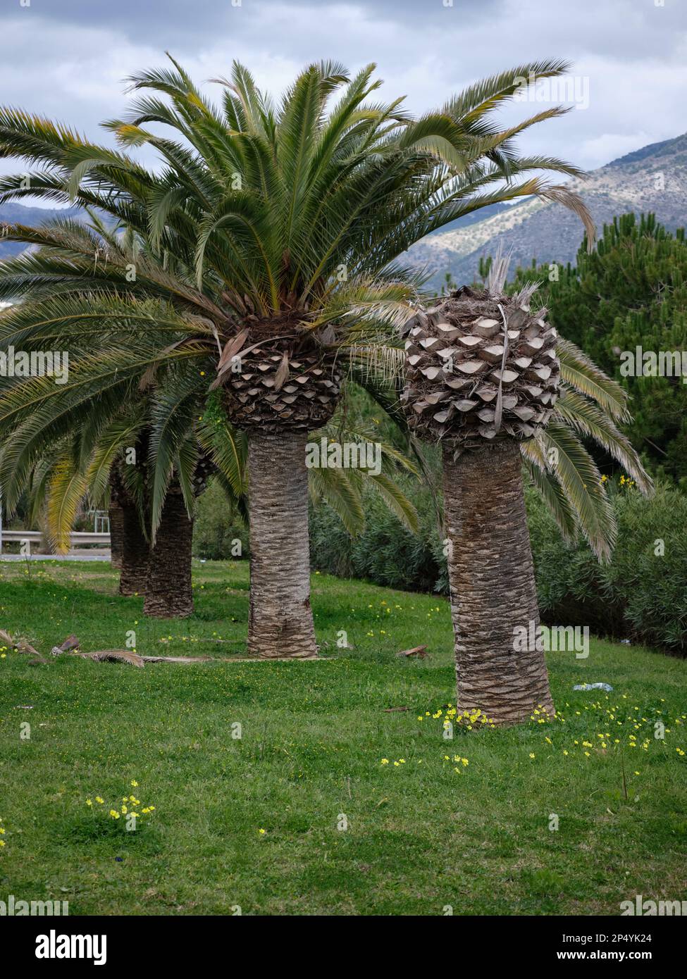 Fenici canariensis palme. Provincia di Málaga, Spagna, Foto Stock