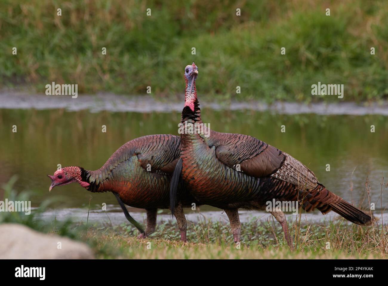 Östliches Truthuhn, tacchino selvatico orientale, Meleagris gallopavo silvestris, Florida, USA Foto Stock