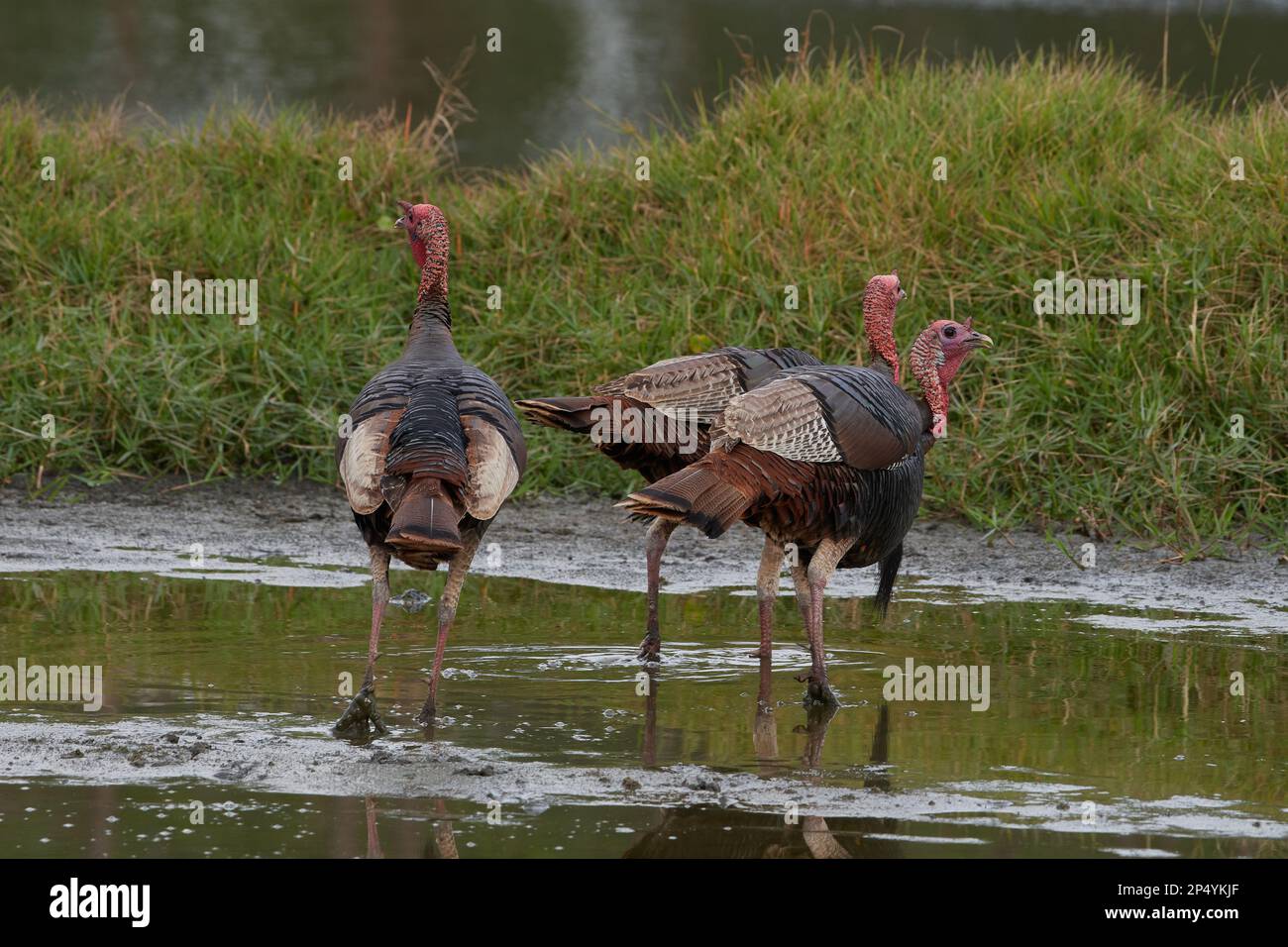 Östliches Truthuhn, tacchino selvatico orientale, Meleagris gallopavo silvestris, Florida, USA Foto Stock