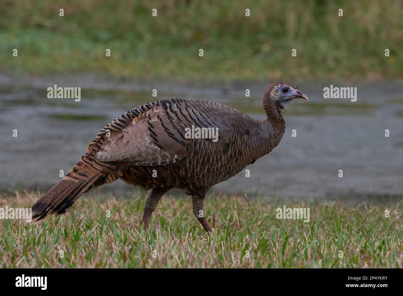 Östliches Truthuhn, tacchino selvatico orientale, Meleagris gallopavo silvestris, Florida, USA Foto Stock