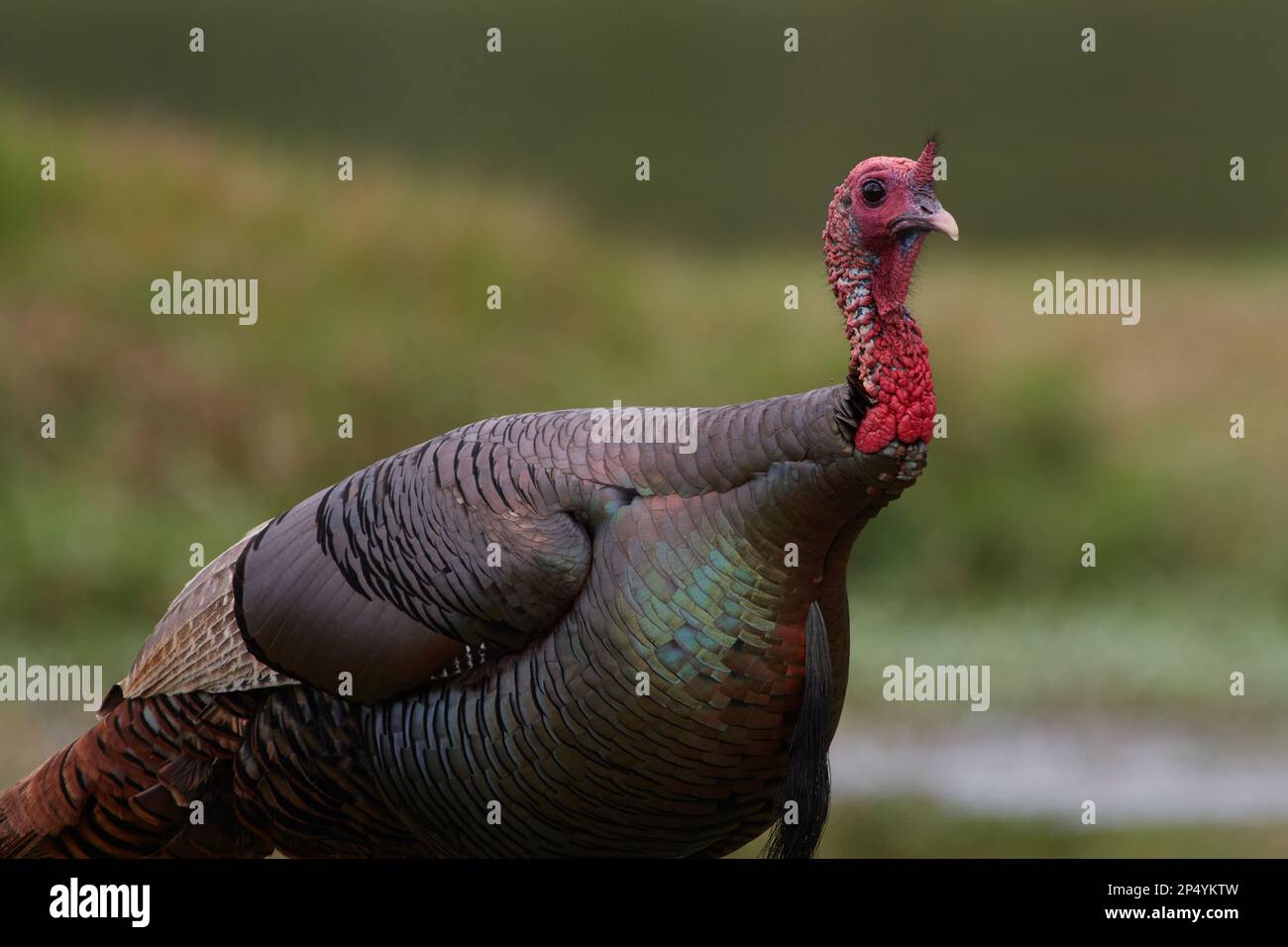 Östliches Truthuhn, tacchino selvatico orientale, Meleagris gallopavo silvestris, Florida, USA Foto Stock