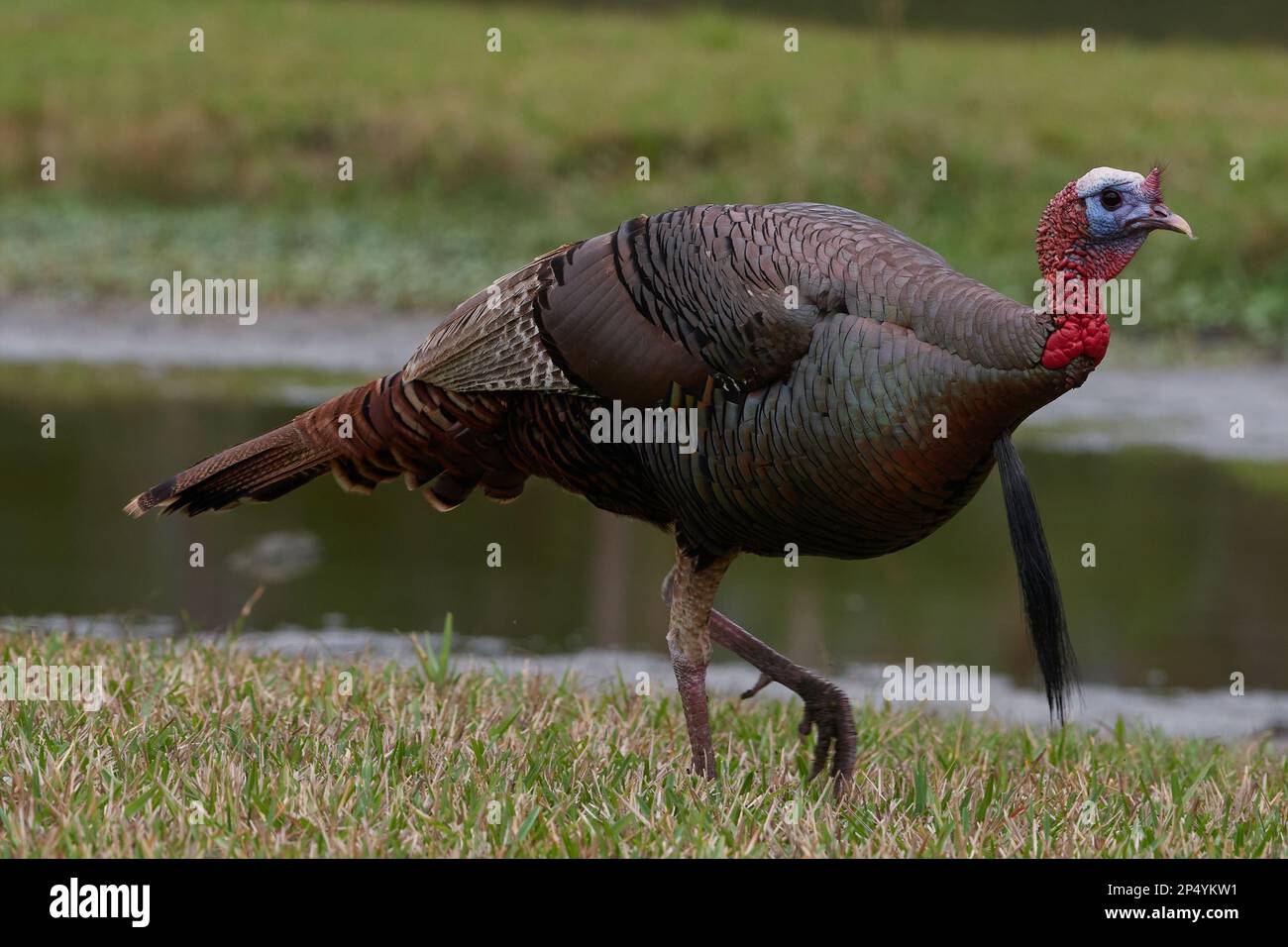 Östliches Truthuhn, tacchino selvatico orientale, Meleagris gallopavo silvestris, Florida, USA Foto Stock