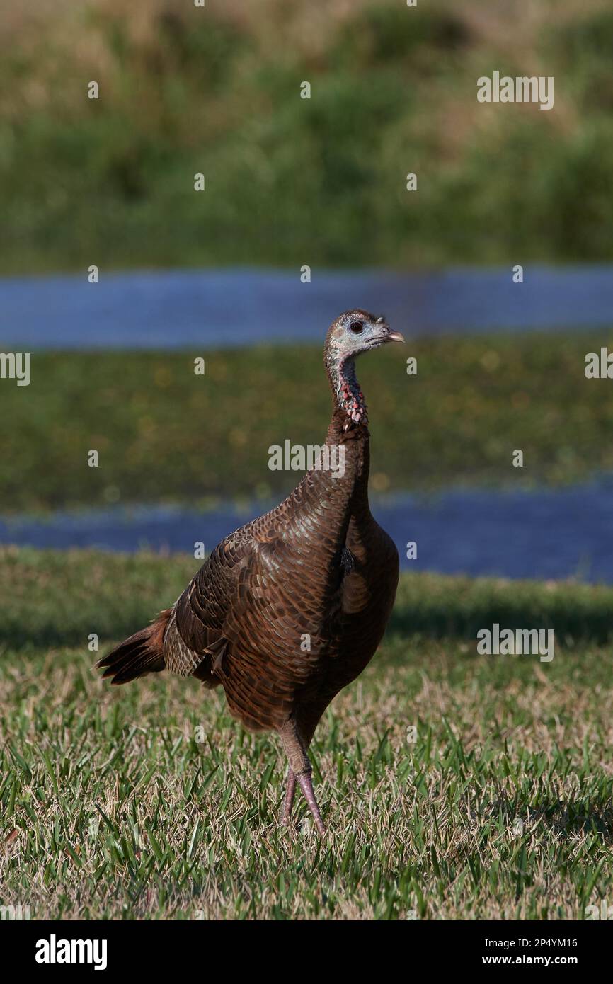 Östliches Truthuhn, tacchino selvatico orientale, Meleagris gallopavo silvestris, Florida, USA Foto Stock