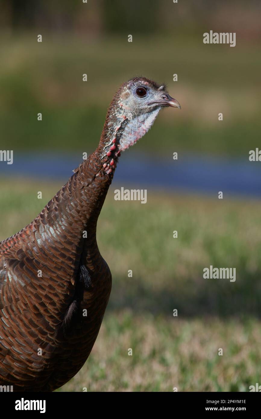 Östliches Truthuhn, tacchino selvatico orientale, Meleagris gallopavo silvestris, Florida, USA Foto Stock