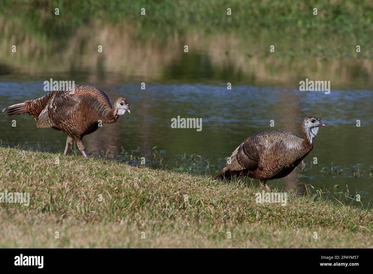 Östliches Truthuhn, tacchino selvatico orientale, Meleagris gallopavo silvestris, Florida, USA Foto Stock