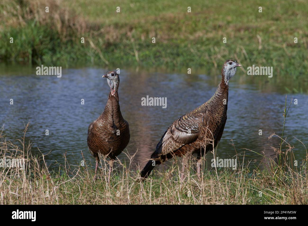 Östliches Truthuhn, tacchino selvatico orientale, Meleagris gallopavo silvestris, Florida, USA Foto Stock