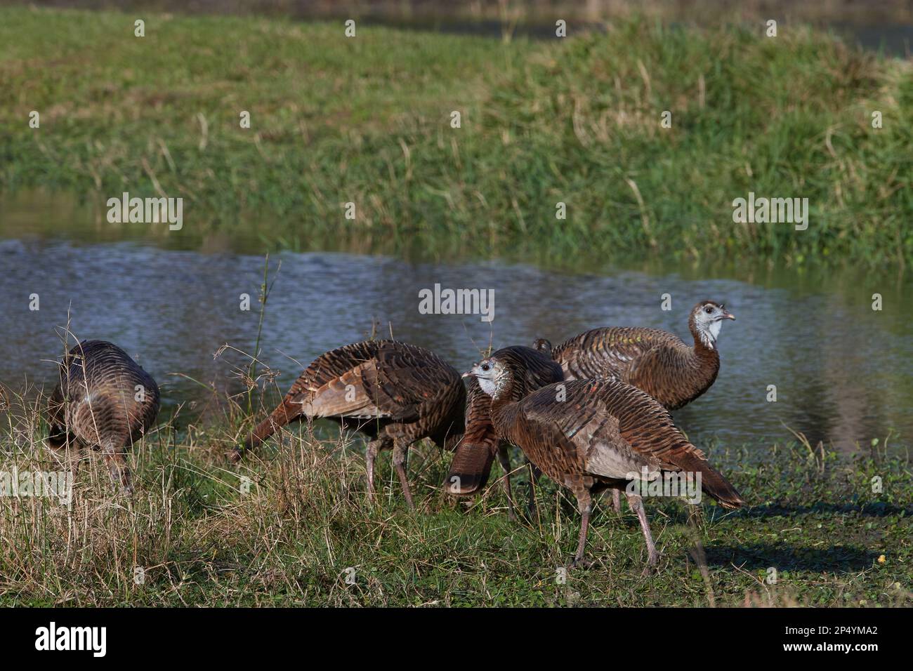 Östliches Truthuhn, tacchino selvatico orientale, Meleagris gallopavo silvestris, Florida, USA Foto Stock