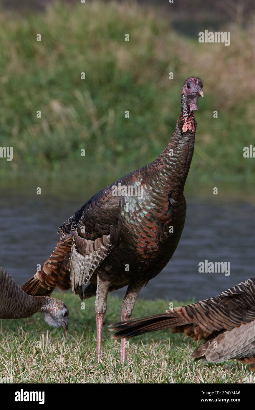 Östliches Truthuhn, tacchino selvatico orientale, Meleagris gallopavo silvestris, Florida, USA Foto Stock