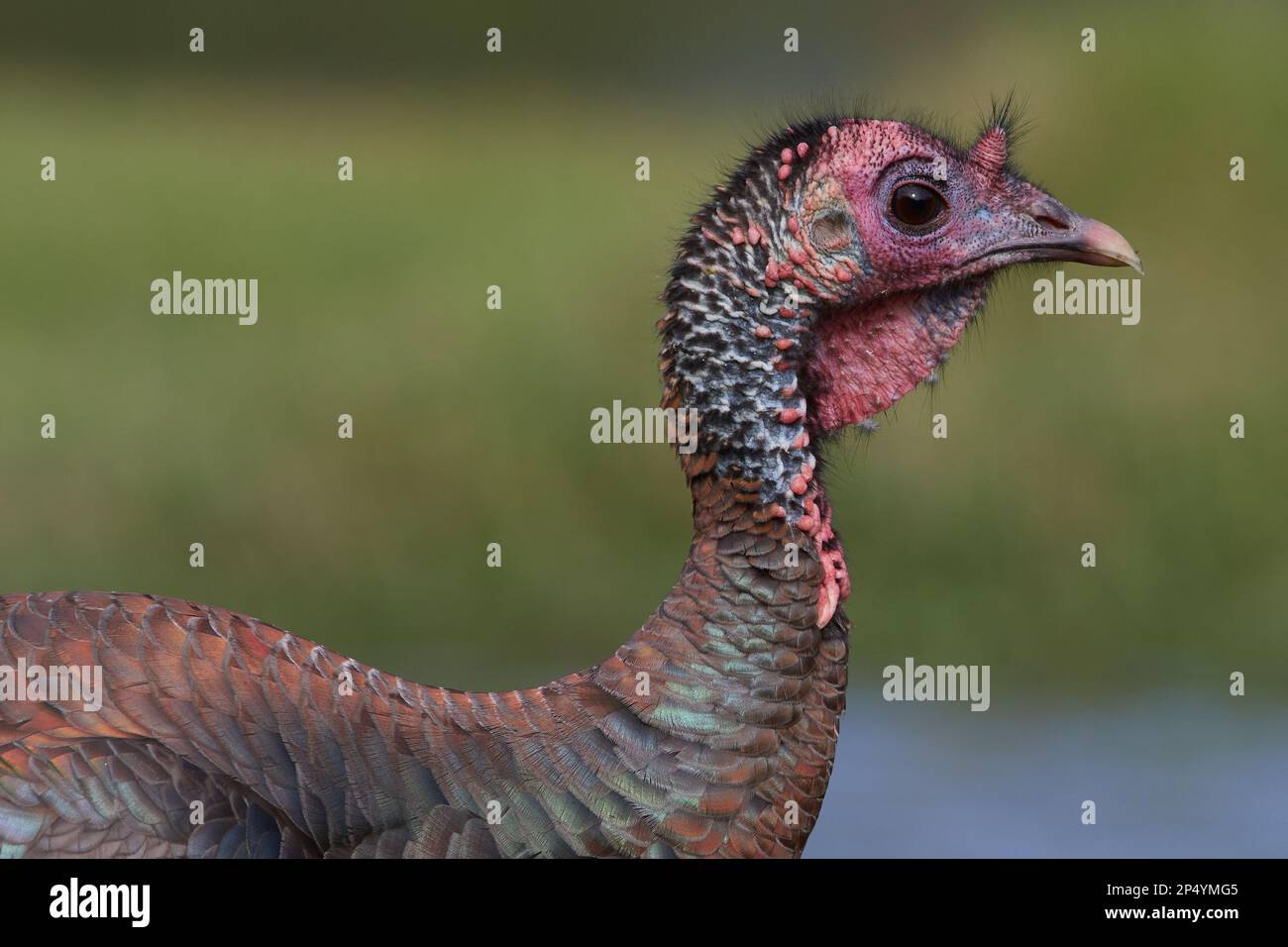 Östliches Truthuhn, tacchino selvatico orientale, Meleagris gallopavo silvestris, Florida, USA Foto Stock