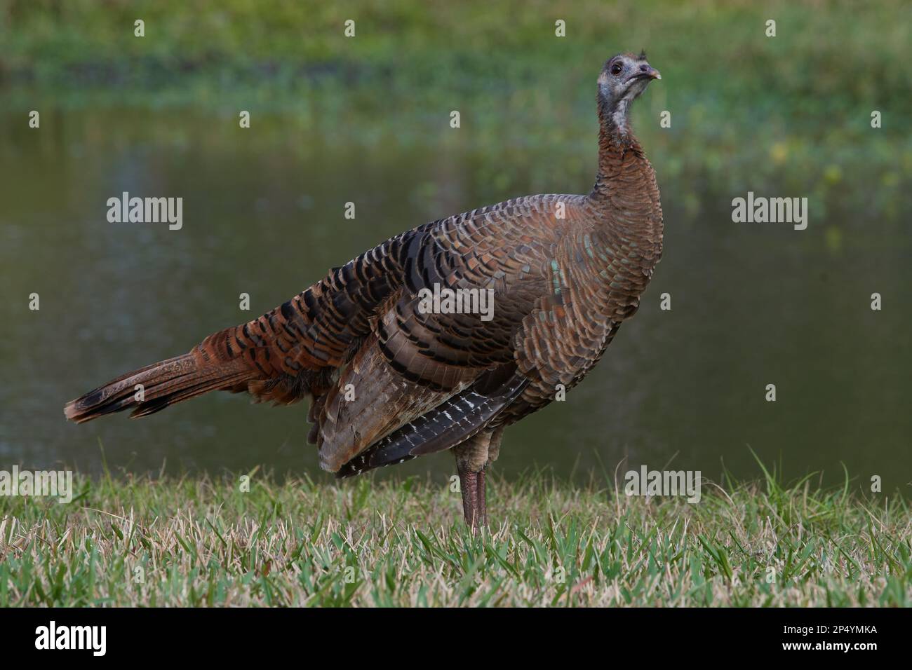 Östliches Truthuhn, tacchino selvatico orientale, Meleagris gallopavo silvestris, Florida, USA Foto Stock