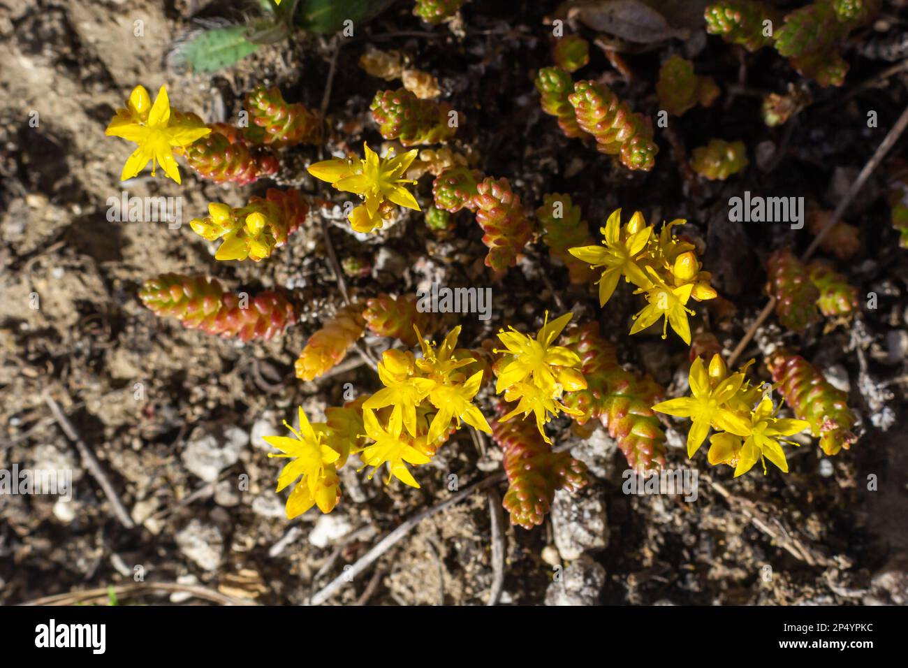 L'acro di Sedum, comunemente conosciuto come il goldmuss stonecrop, il monosy stonecrop, il goldmuss sedum, lo stonecrop morente e il wallpepper, è una pianta fiorente perenne Foto Stock