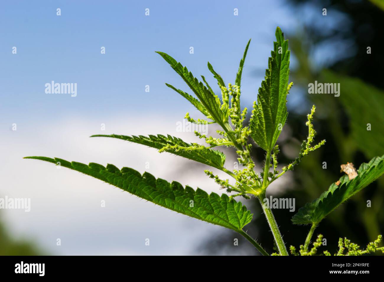 Ortiche urtiche in giardino. Foglie verdi con bordi seghettati. Foto Stock