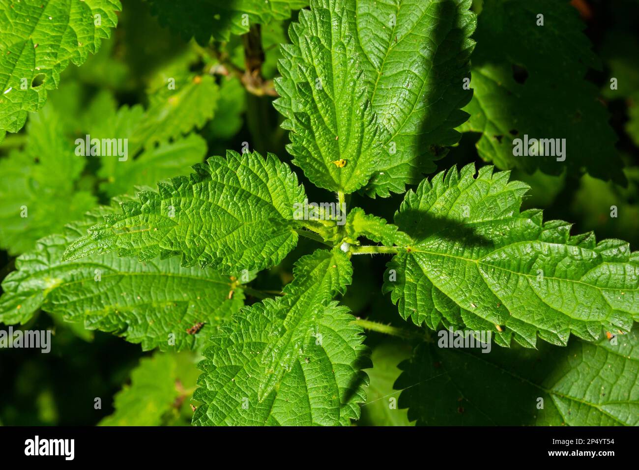 Ortiche urtiche in giardino. Foglie verdi con bordi seghettati. Foto Stock