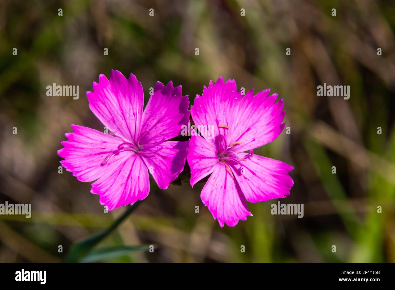 Fiori rosa certosino Dianthus certhusanorum su un prato estivo. Uso in medicina tradizionale reumatismi aggainst. Foto Stock