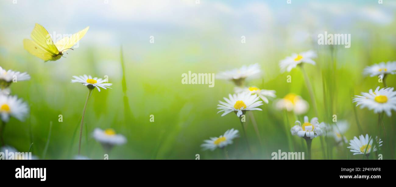 astratto sfondo naturale con fiori primaverili; fiori primaverili paesaggio Foto Stock