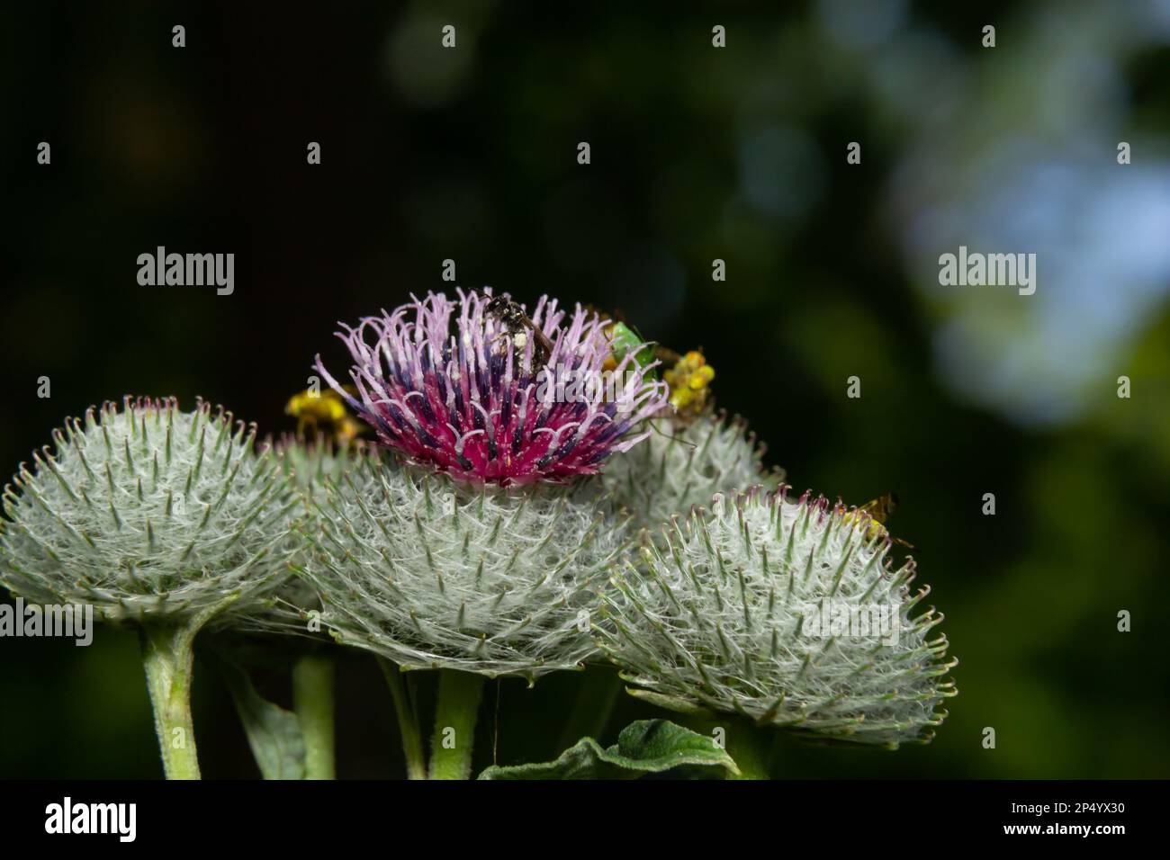 L'artium tomentosum, comunemente noto come burdock lanoso o burdock discendente, è una specie di burdock appartenente alla famiglia delle Asteraceae. Foto Stock