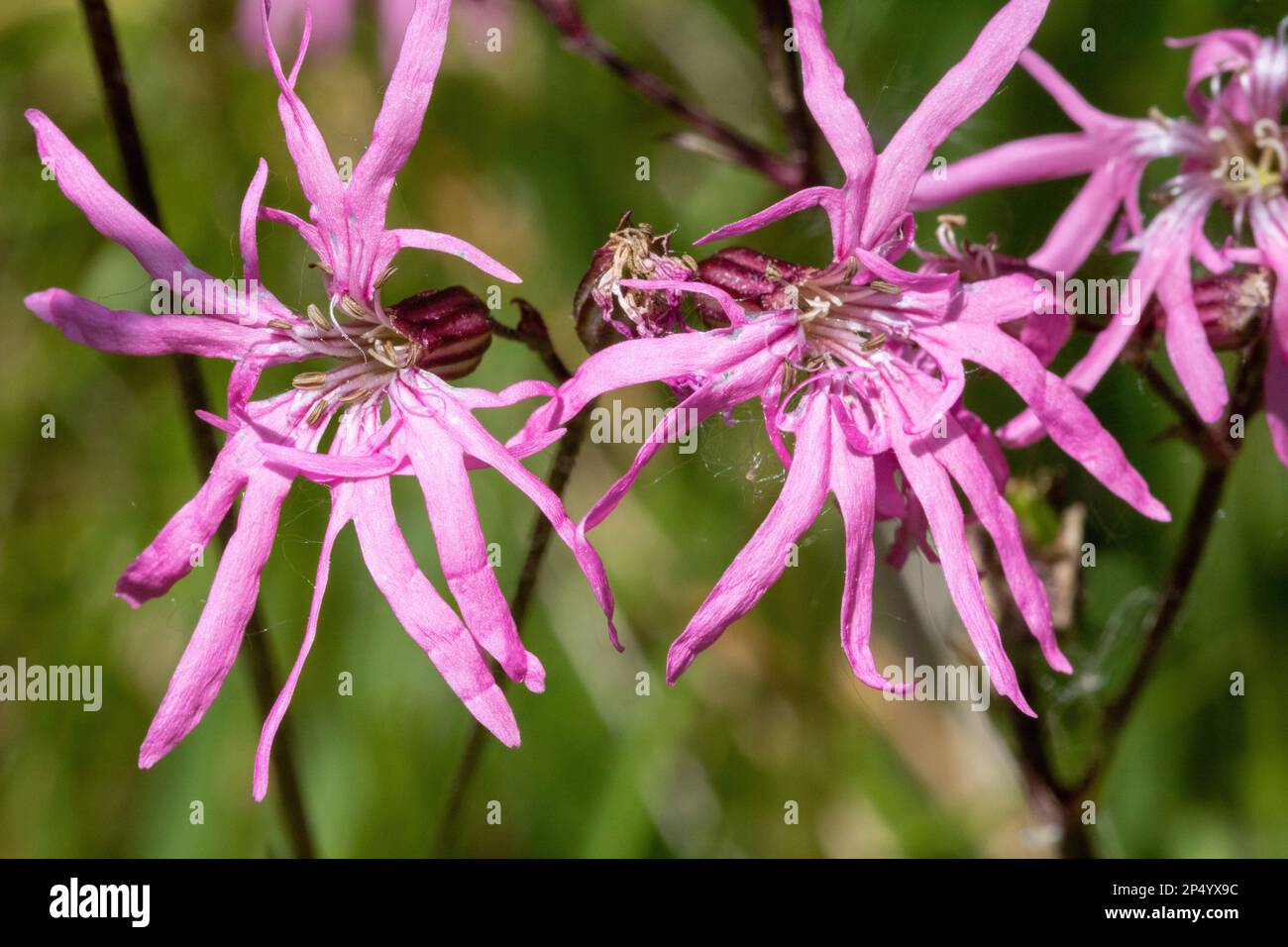 Primo piano dettaglio di un grappolo di fiori di Robin (Silene flos-cucoli) che crescono in un hedgerow del Devon del Nord. Foto Stock Primo piano dettaglio di un grappolo di fiori di Robin (Silene flos-cucoli) che crescono in un hedgerow del Devon del Nord. Foto Stock