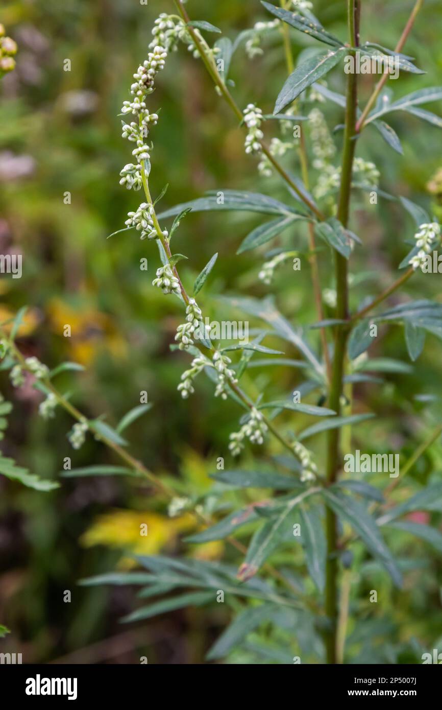 Artemisia vulgaris, noto anche come mugwort comune, verricello lungo il fiume, erba felone, erba crisanthemum, verricello selvatico. Fioritura in primavera. Foto Stock