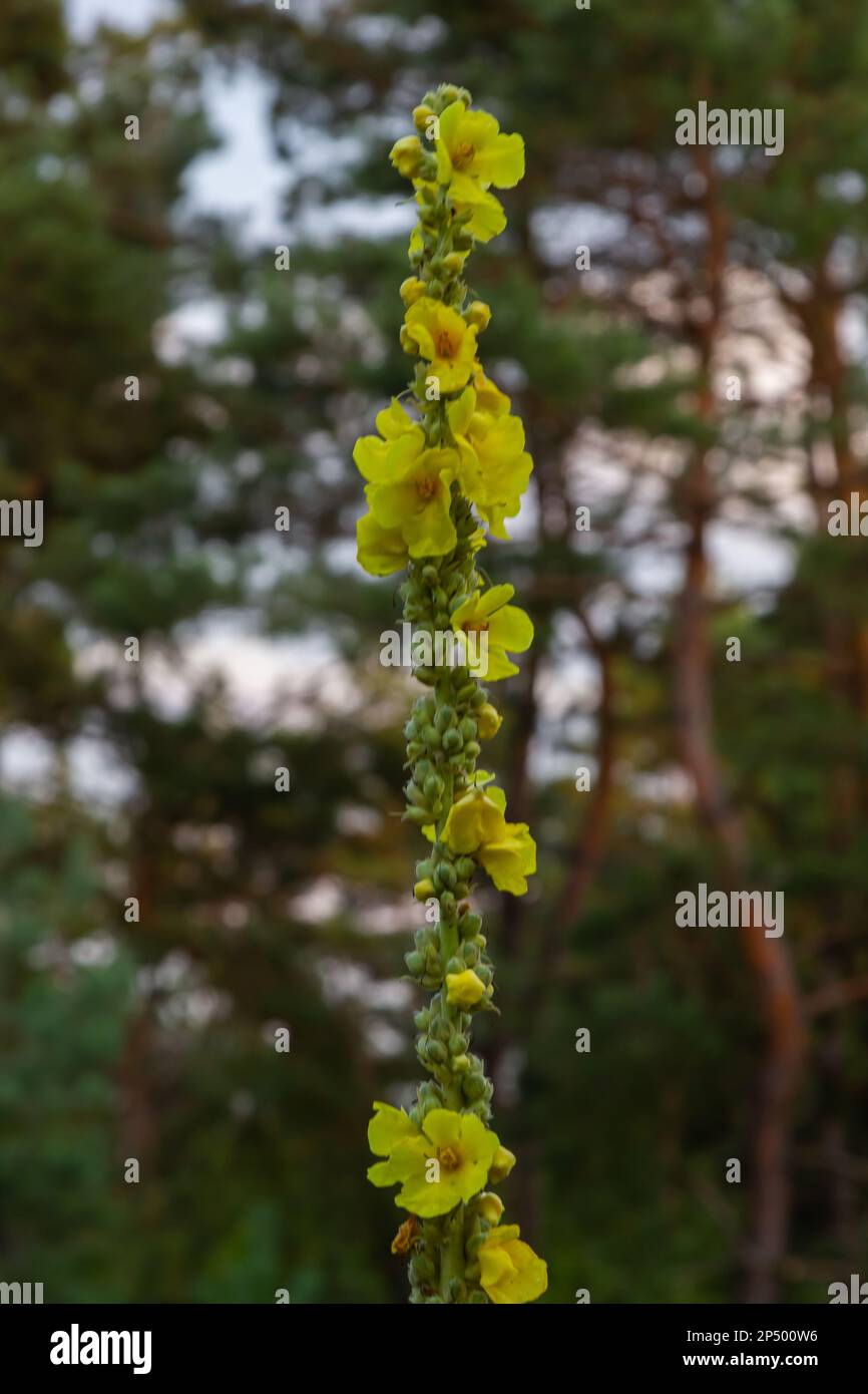 Verbascum speciosum giallo widflowers api impollinazione. giorno d'estate. Foto Stock