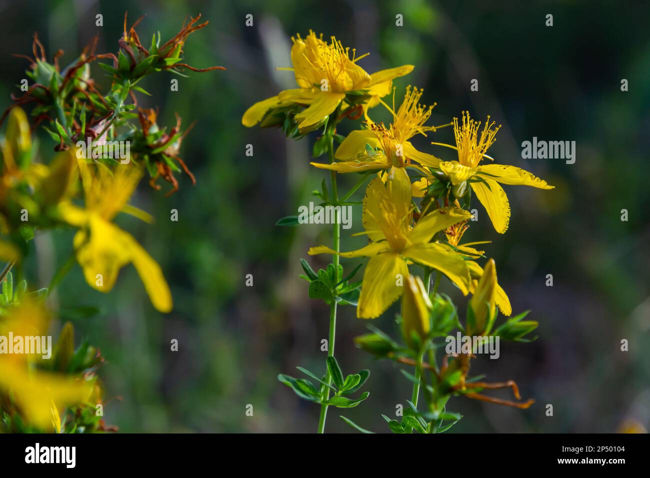 Fiori di Hypericum Hypericum perforatum o erba di San Giovanni sul prato , fuoco selettivo su alcuni fiori. Foto Stock