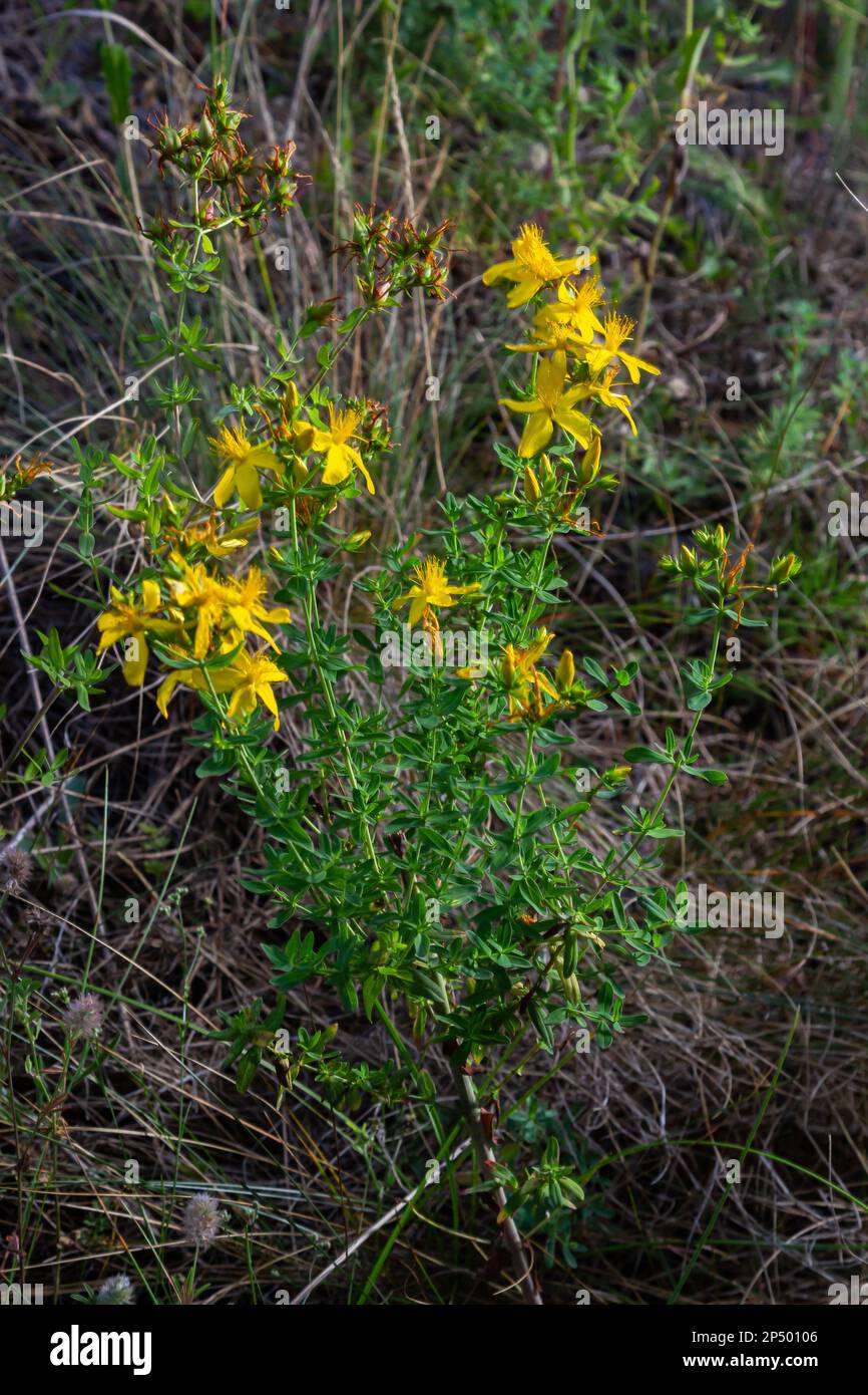 Fiori di Hypericum Hypericum perforatum o erba di San Giovanni sul prato , fuoco selettivo su alcuni fiori. Foto Stock
