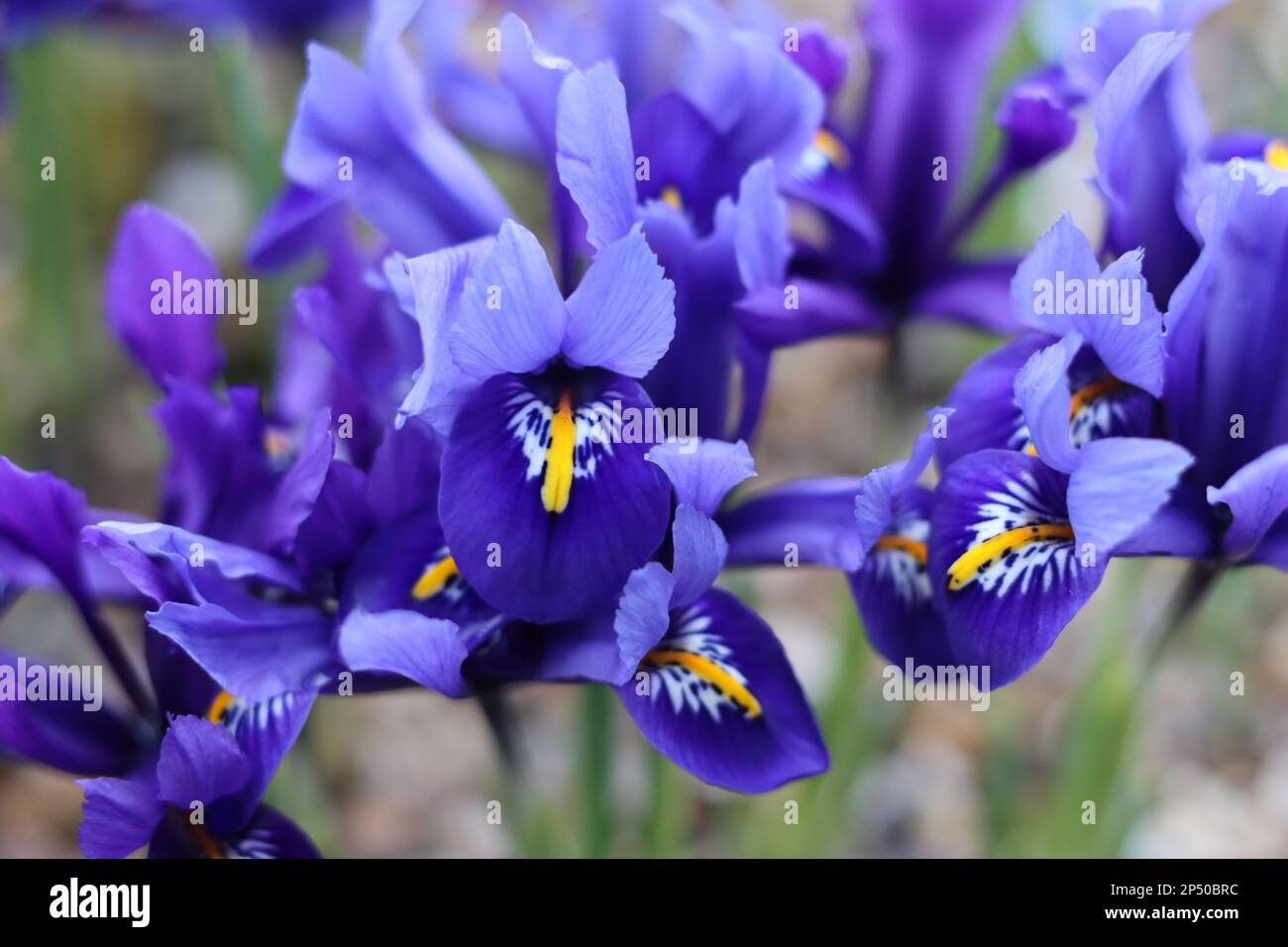Nana viola brillante iris in primavera sole Foto Stock