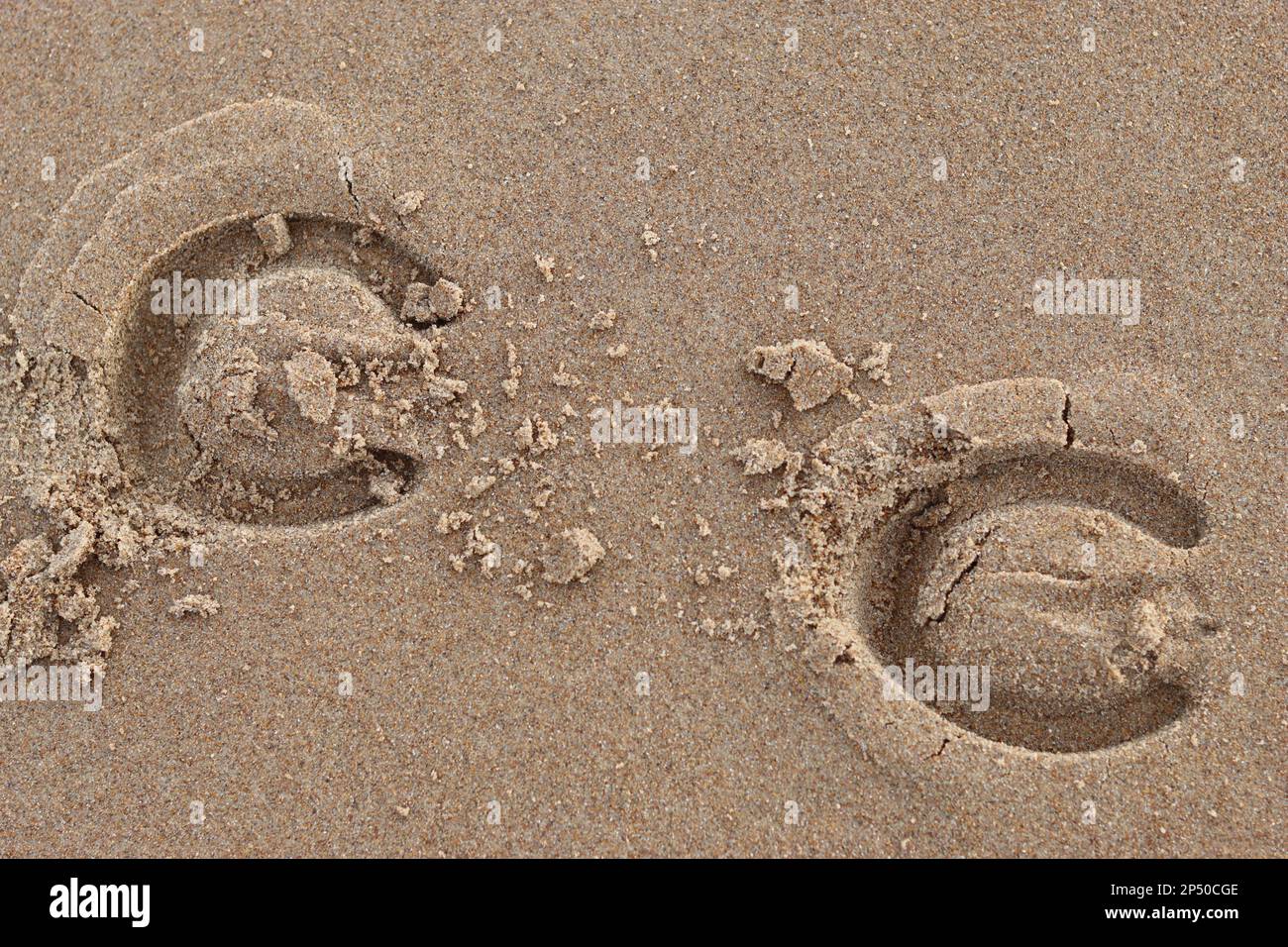 Stampa di scarpe da cavallo in sabbia fresca su una spiaggia Foto Stock