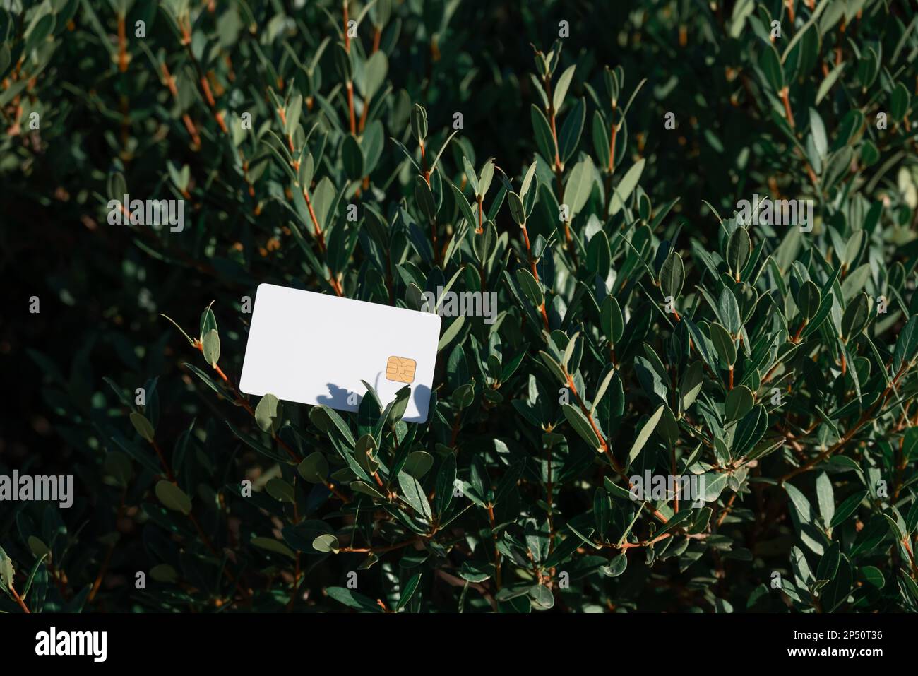 White Bank Card si trova su Green Bush, sull'isola di Corfù, in Grecia. Il concetto di natura paid e possibilità illimitate. Foto Stock