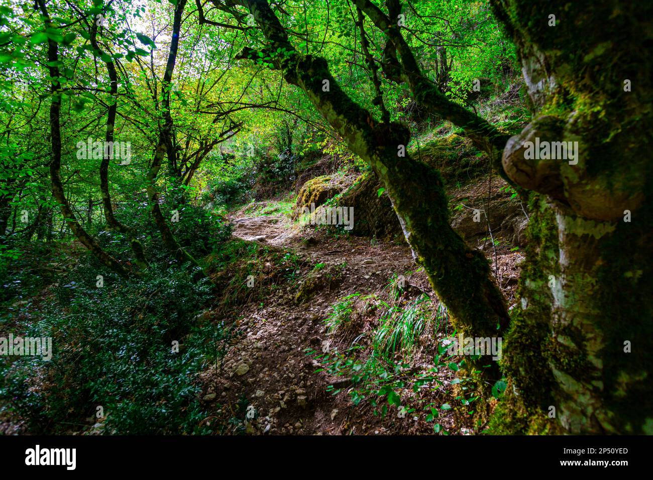 Sentiero escursionistico nei boschi vicino alle cascate di Pozze del Diavolo - Rieti, Italia Foto Stock