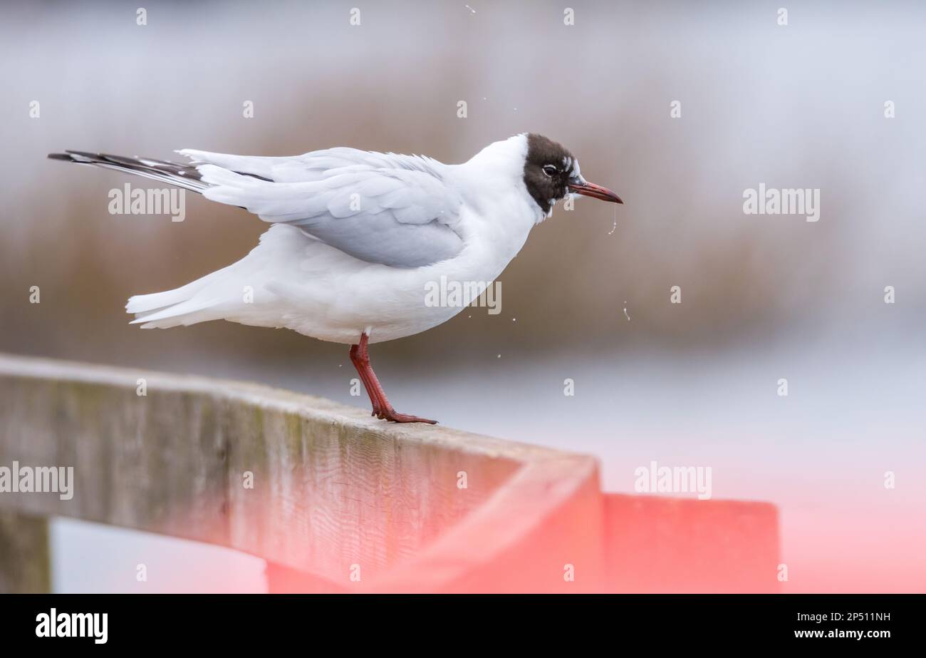 Influenza aviaria, un gabbiano dalla testa nera starnuti in un'area con influenza aviaria Foto Stock