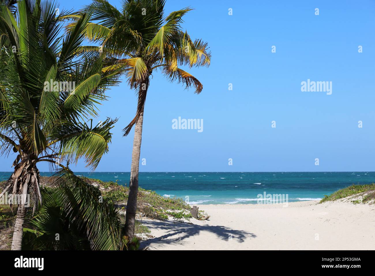 Vista pittoresca sulla spiaggia tropicale con sabbia bianca e palme da cocco. Resort turistico sull'isola dei Caraibi Foto Stock