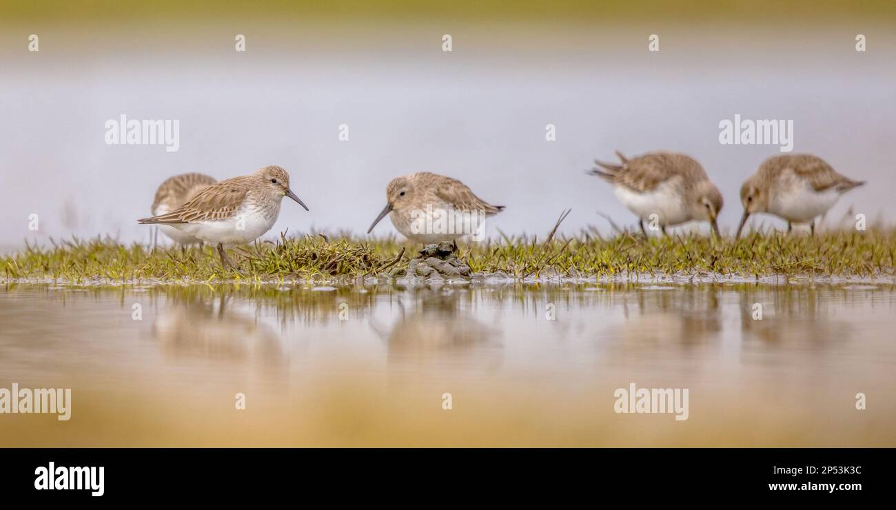 Dunlin (Calidris alpina) è un piccolo Wader. È un allevatore circolpolare nelle regioni artiche o subarctiche. Gruppo di Dunlin Foraging in erba di Wetland. W Foto Stock